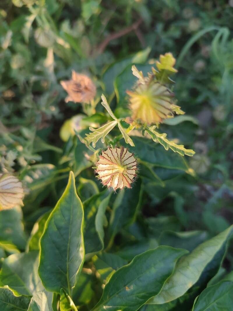 Garten-Eibisch 2