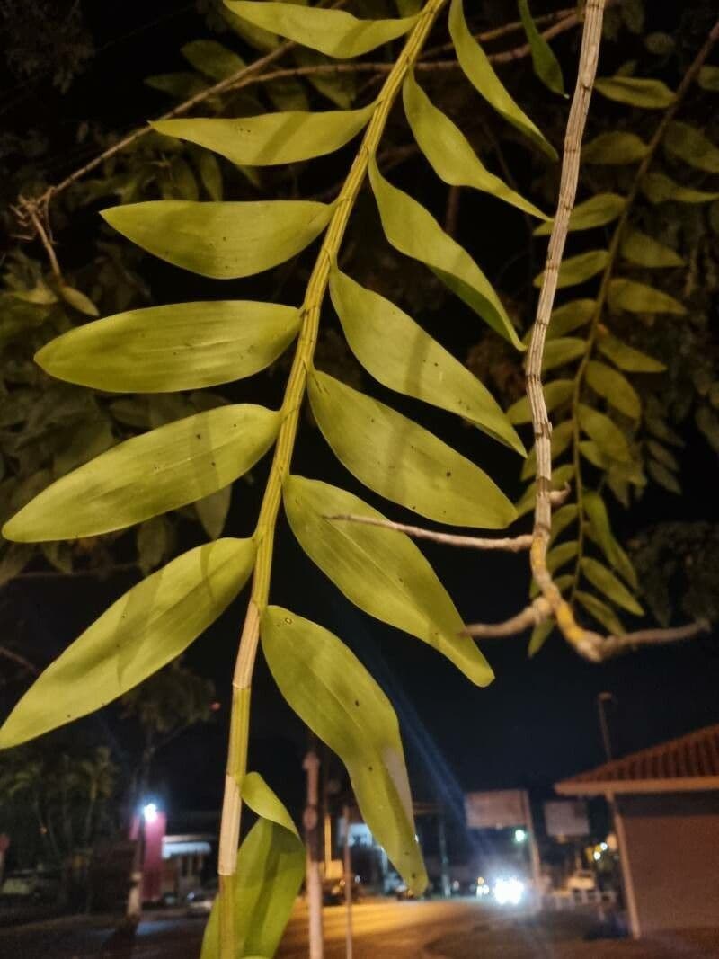 Dendrobium 9