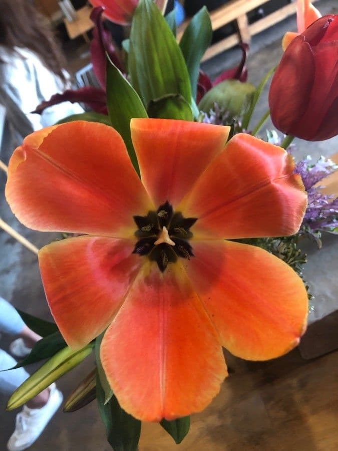 Tulipano di Gesner 5
