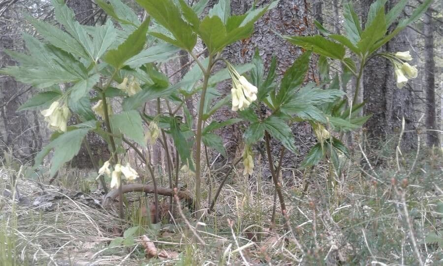 Cardamine 3