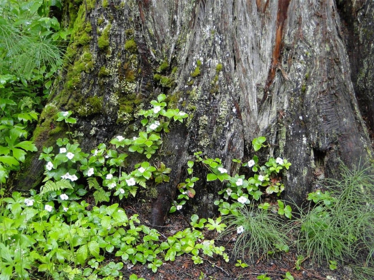 Cornus de Canadá 21