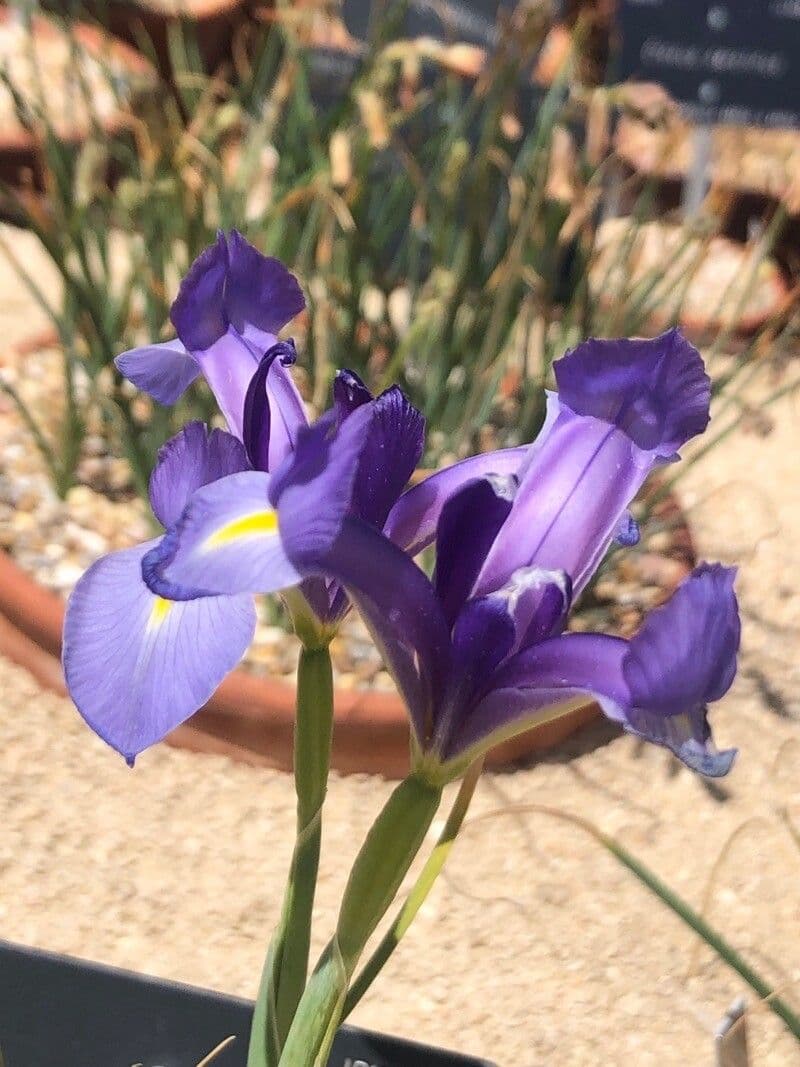 Iris