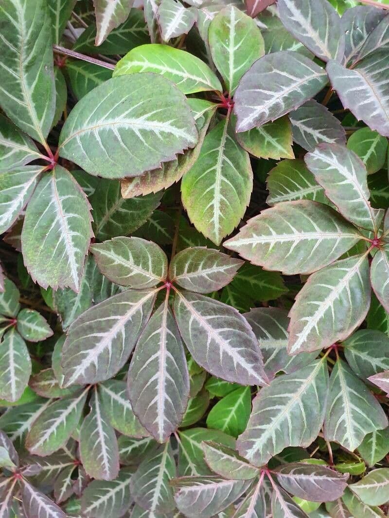 Chinesischer Jungfernwein