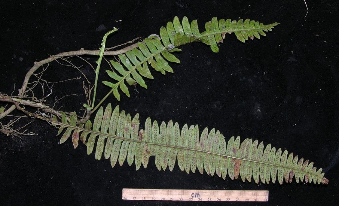 Serpocaulon 11