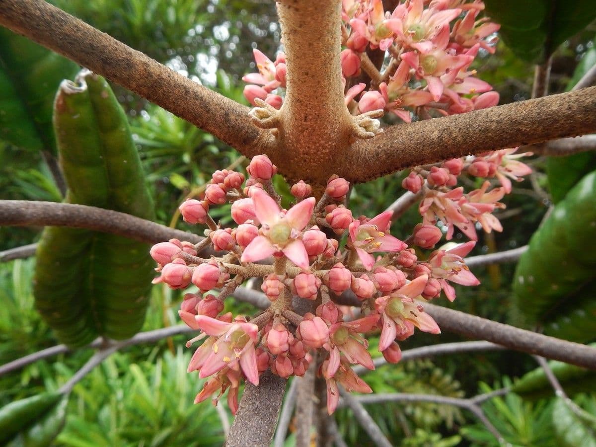 Dutaillyea trifoliolata 4