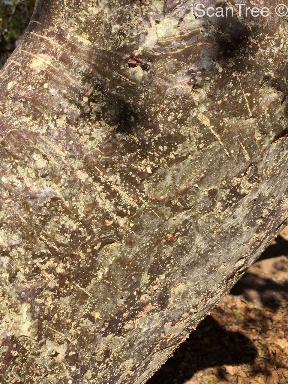 Sterculia 11