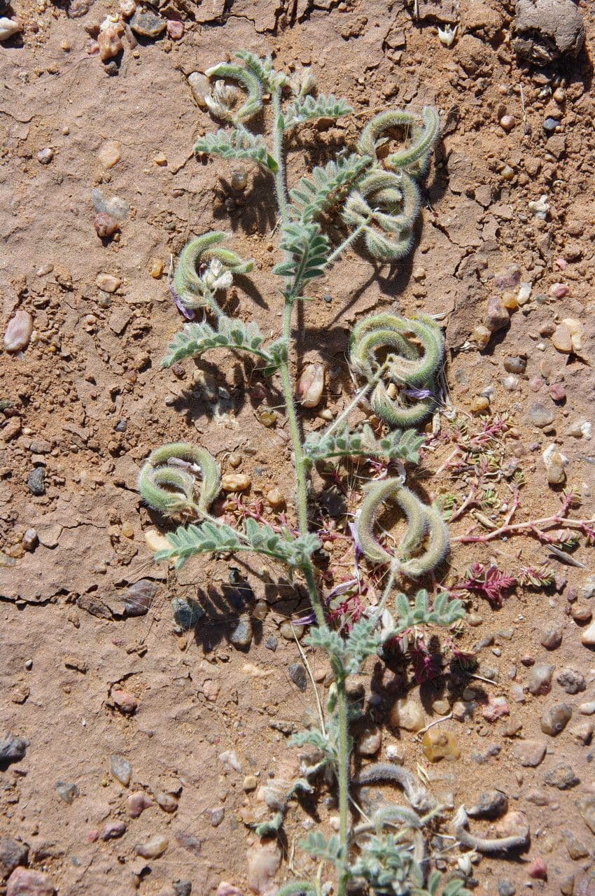 Astragalo 2
