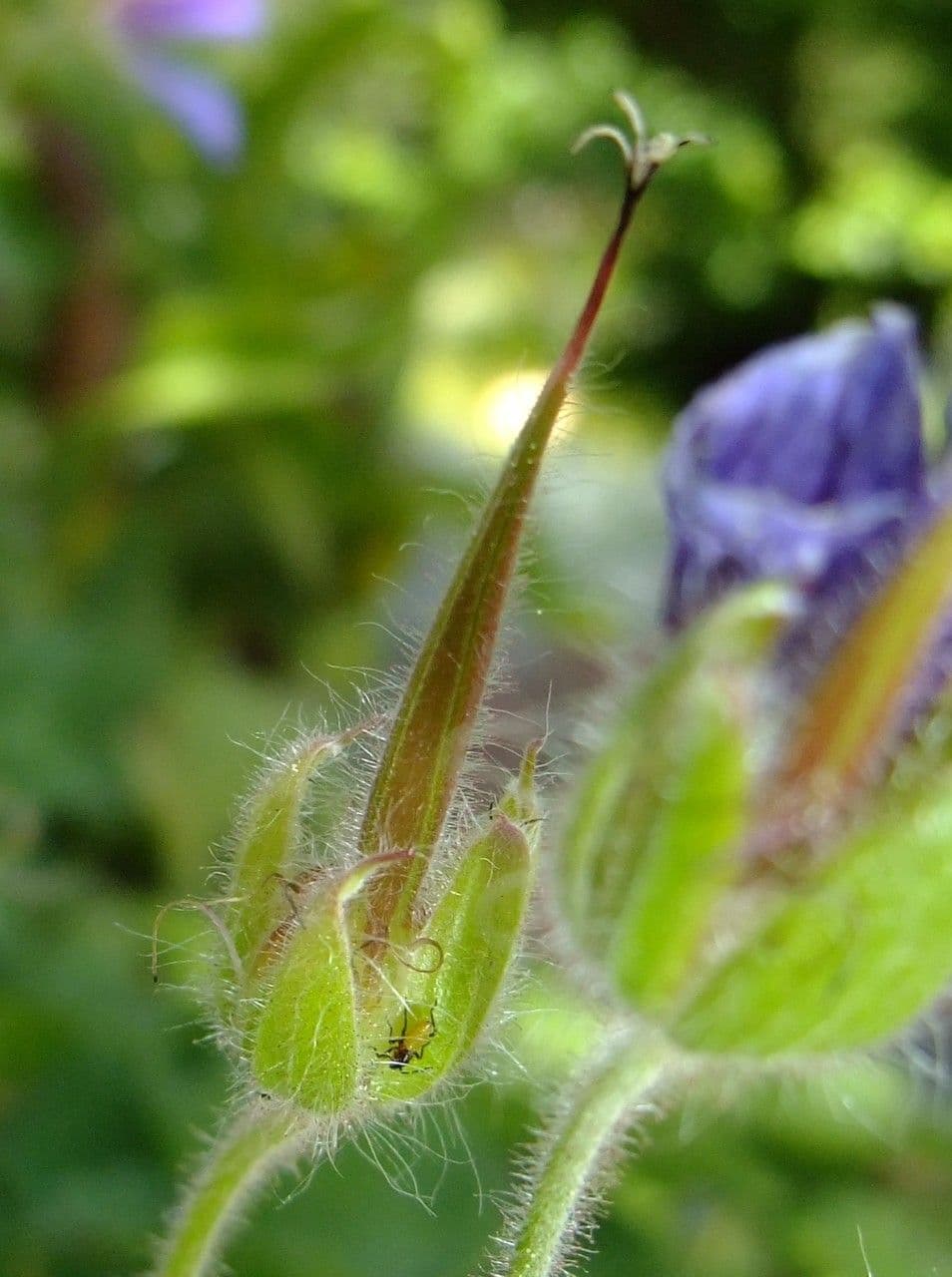 Géranium à larges pétales 3