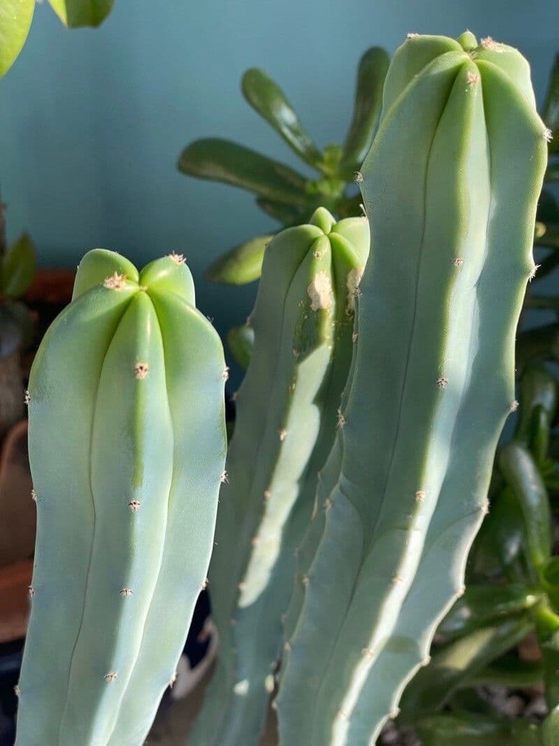 Myrtillocactus geometrizans 16