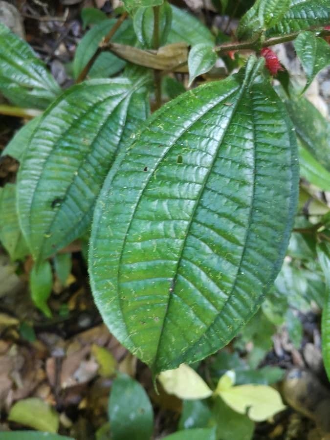 Miconia mayeta 7
