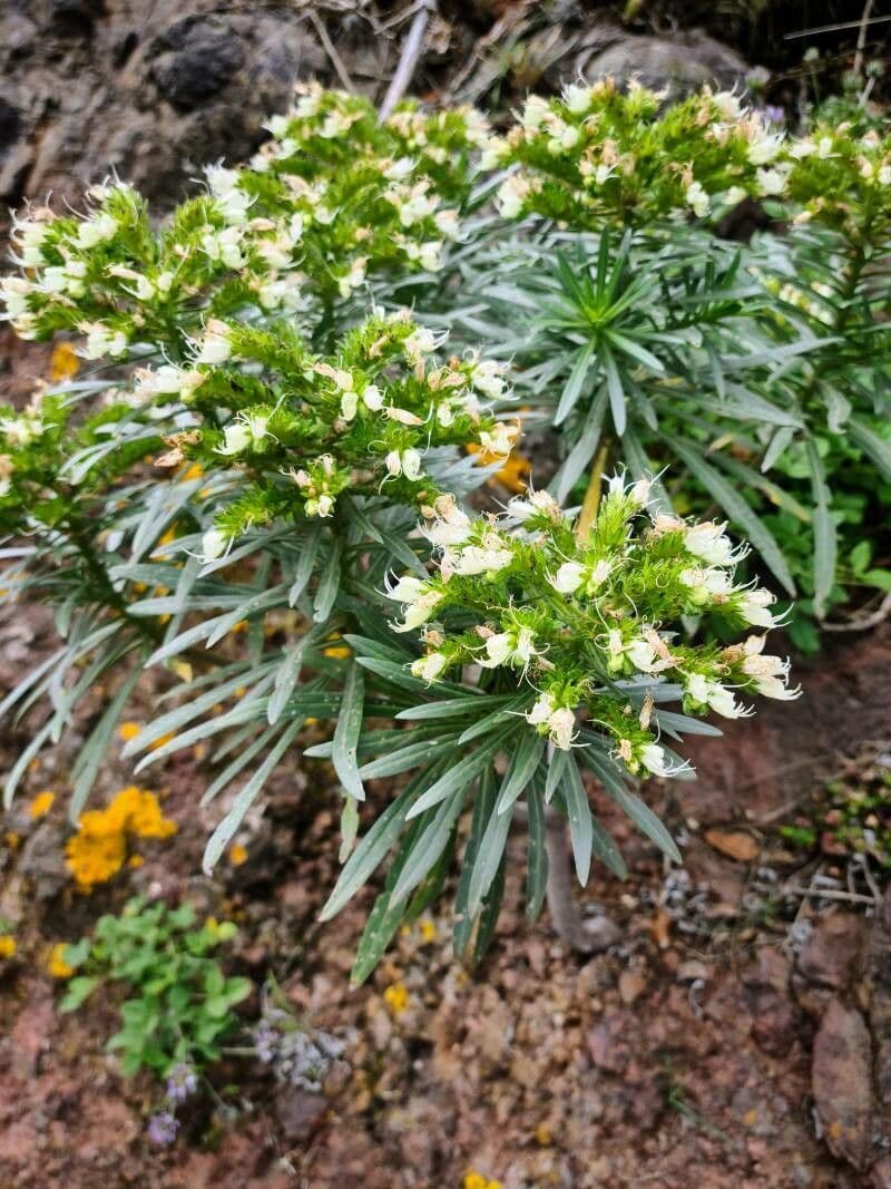 Echium 9