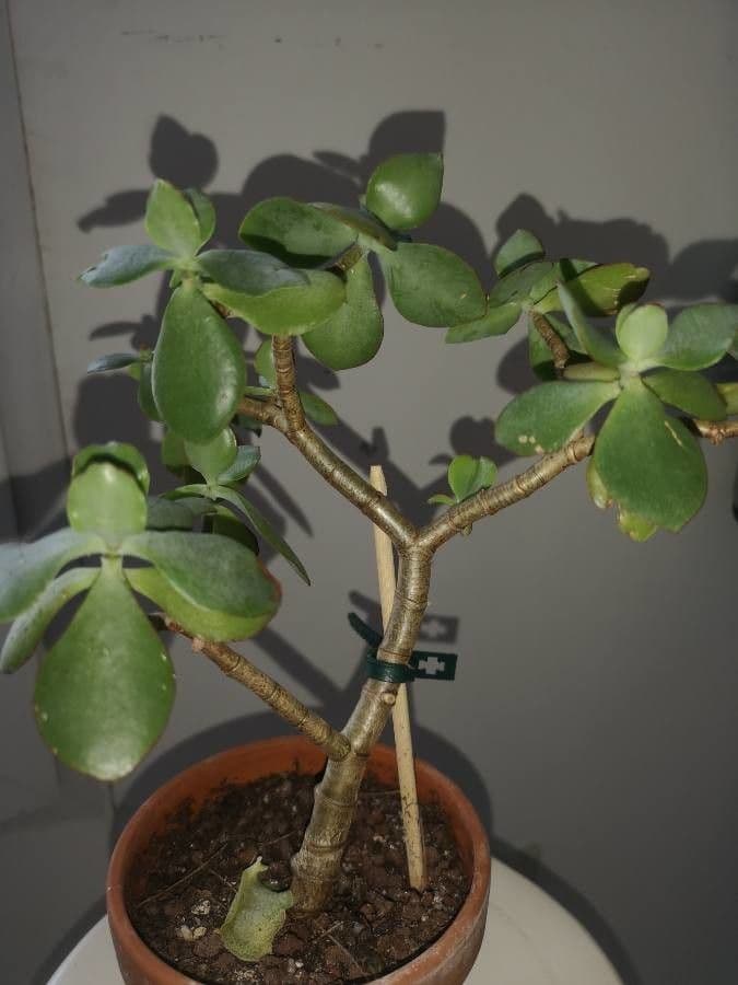 Pianta di giada 9