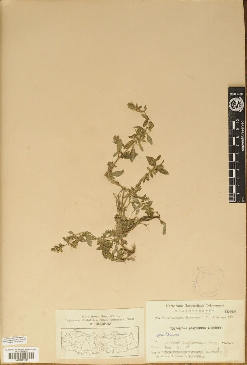 Hygrophila polysperma 6