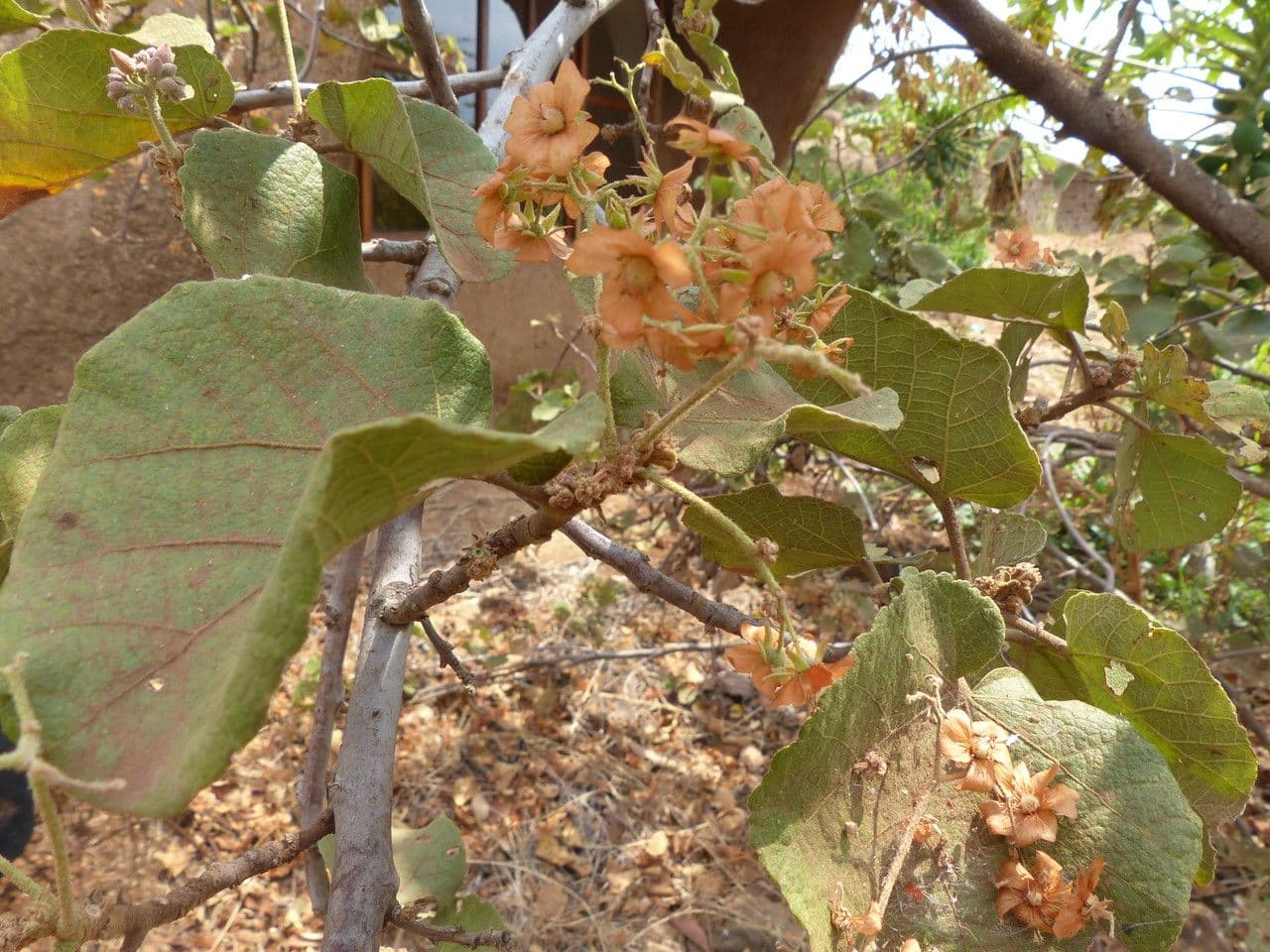Rundblättrige Dombeya 27
