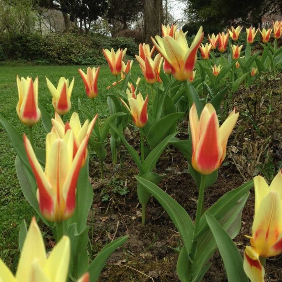 Tulipano ninfea 11