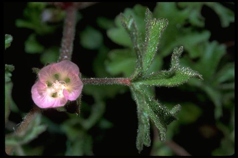 Sidalcea 3