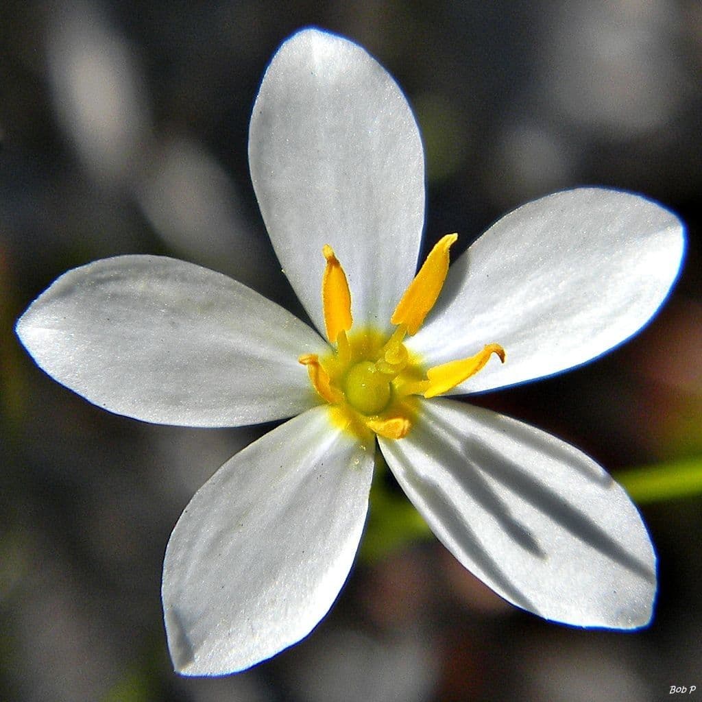 Sabatia brevifolia 4