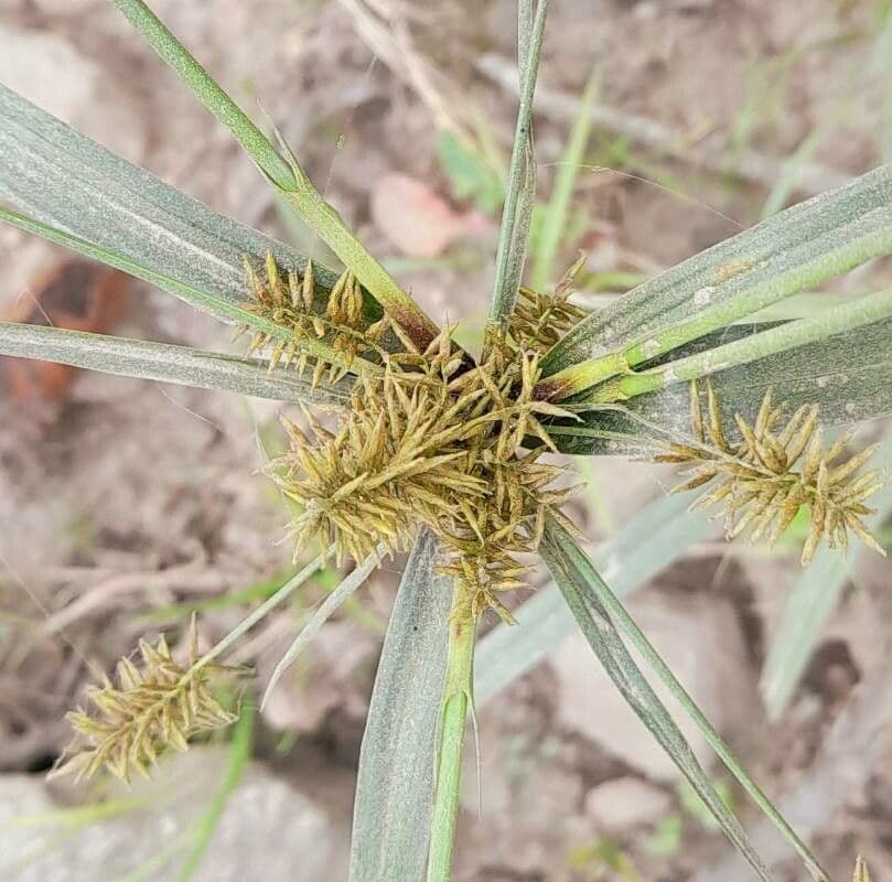 Zigolo odoroso 4