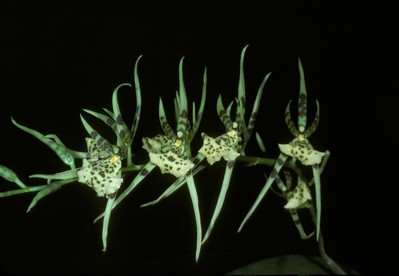 Orchidea ragno maculata 3