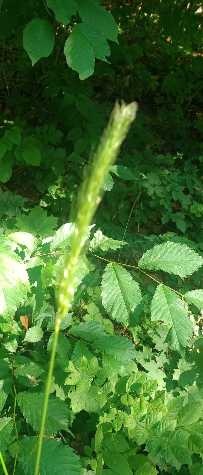Waldgerste 5