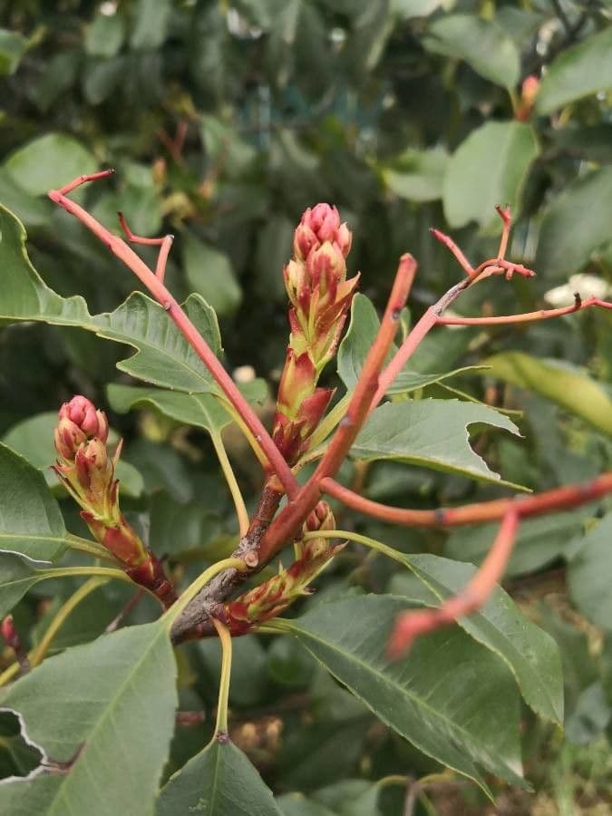 Photinia 6