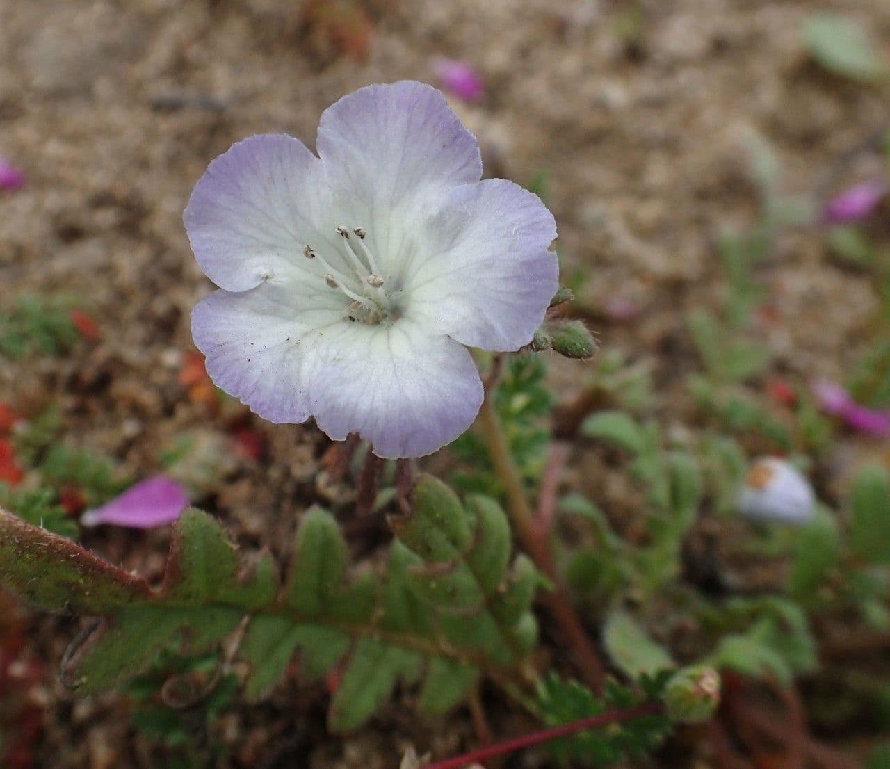 Douglas-Phacelia 4