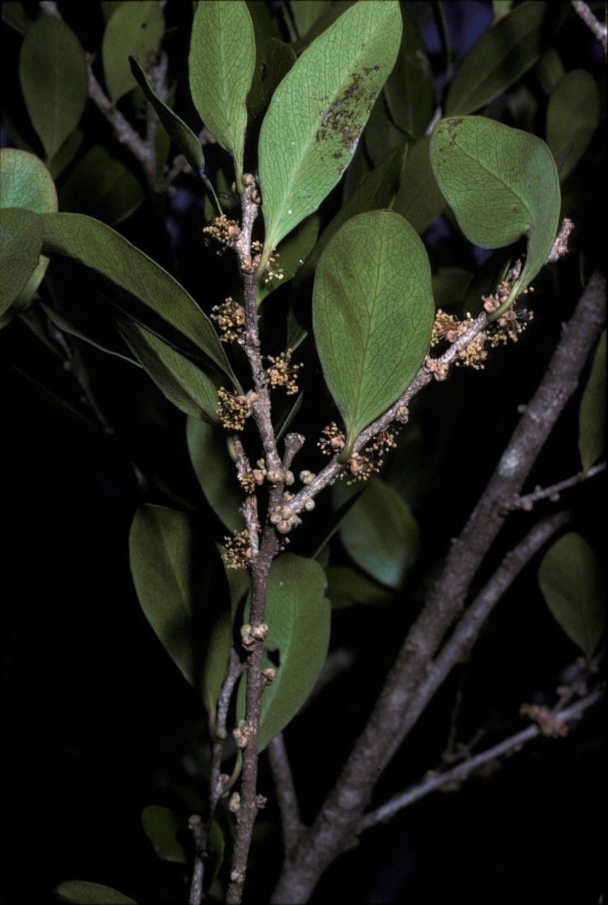 Ludia mauritiana 2