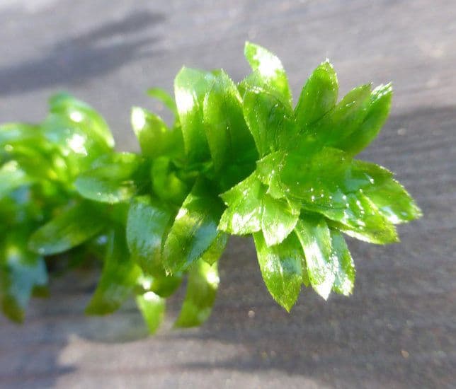 Elodea de Canadá 2