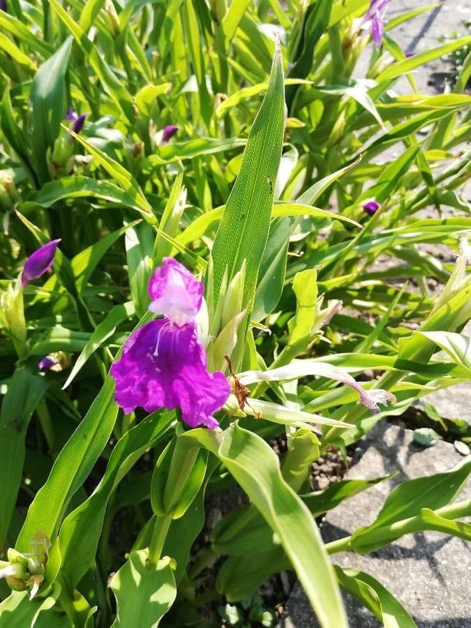 Roscoea 14