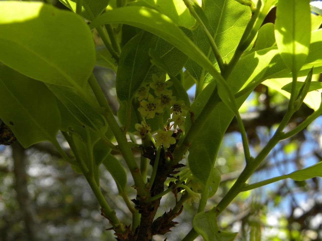 Ocotea 5