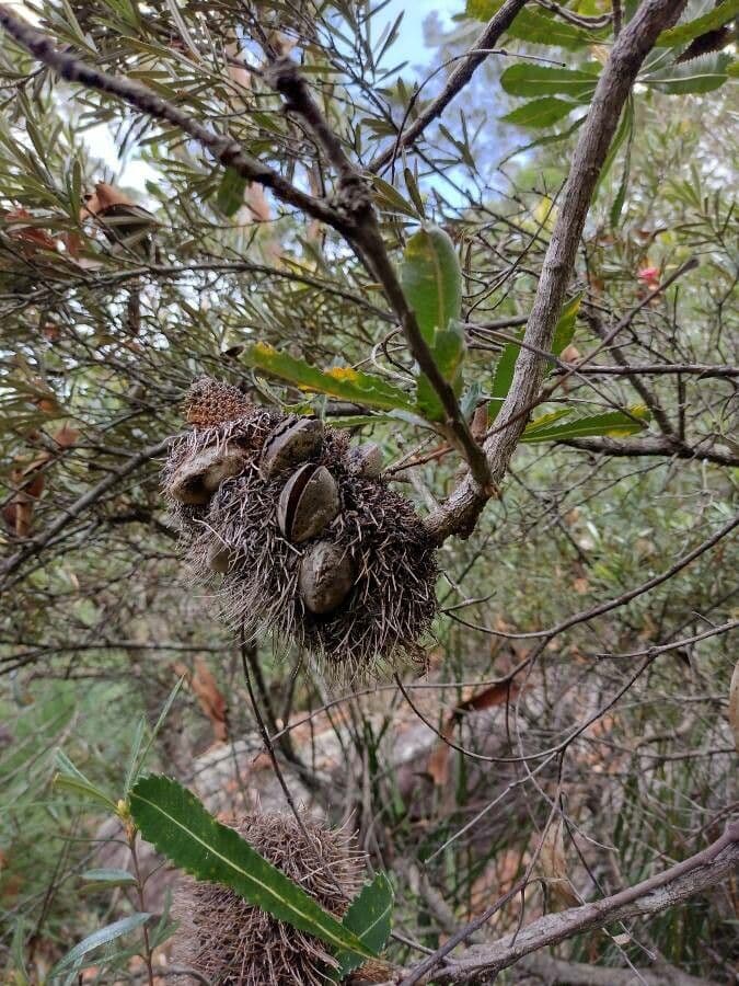 Banksia 4