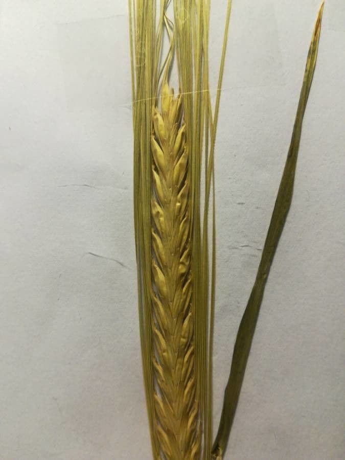 Grano monococco 18