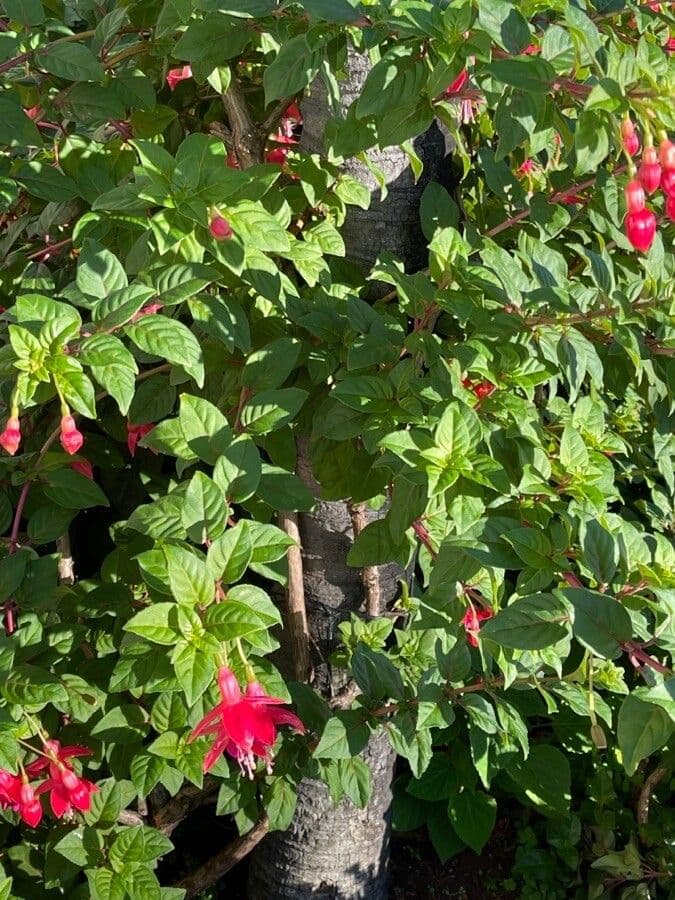 Fuchsien 30