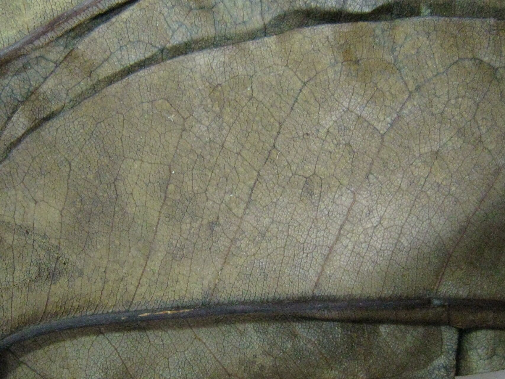 Vochysia 5