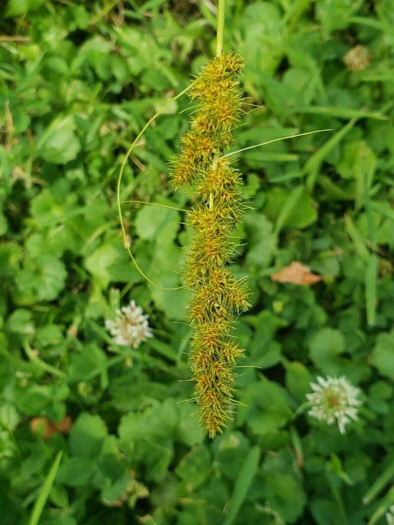 Carex vulpinoidea 5