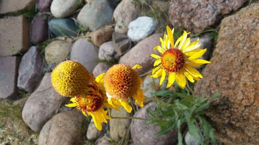 Gaillardia pennatifida 6