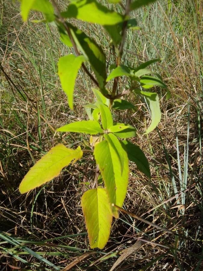 Monarda 19