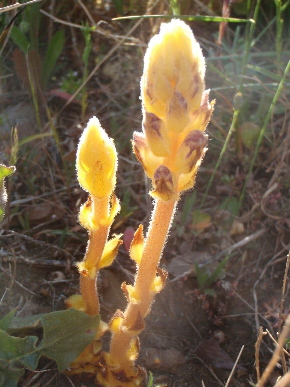 Orobanca variegata 11