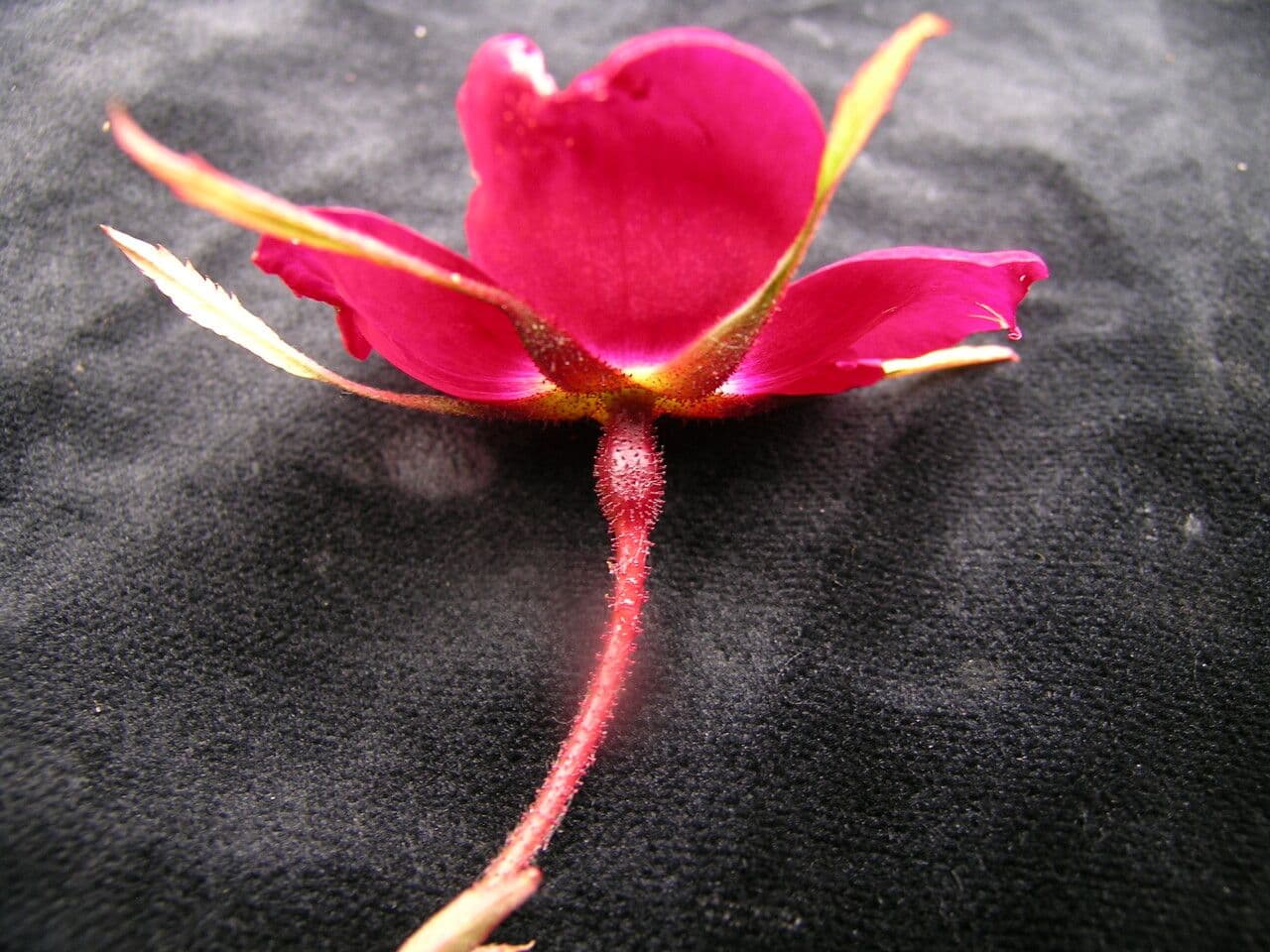 Großblättrige Rose 5