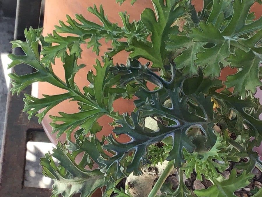 Geranium 4