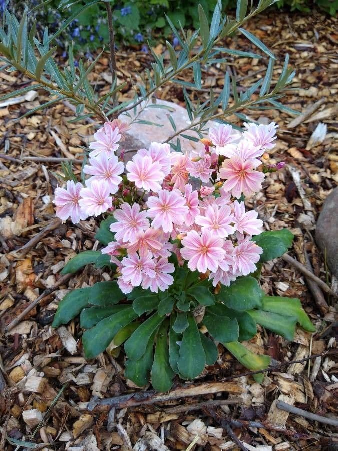 Lewisia a sepali corti 2