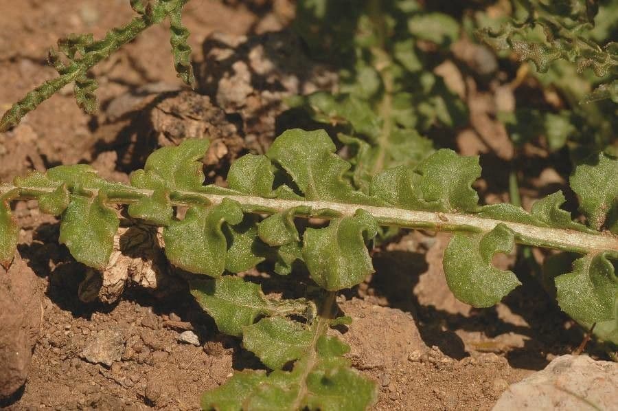 Reseda ondulata 7