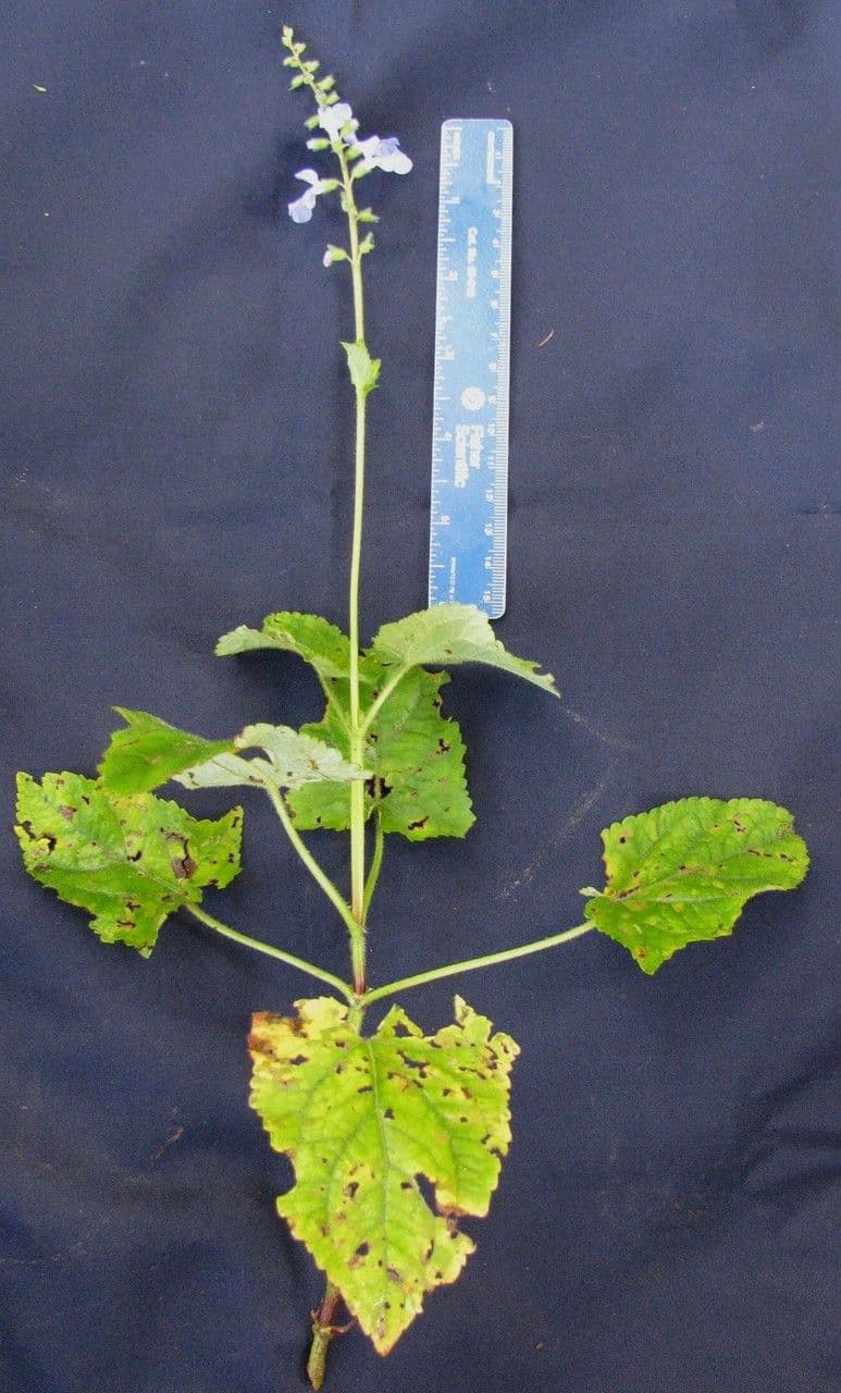 Salvia 10