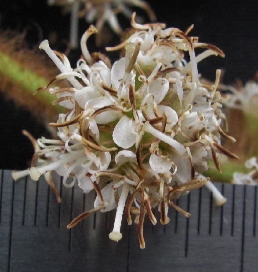Matthaei-Miconia 3