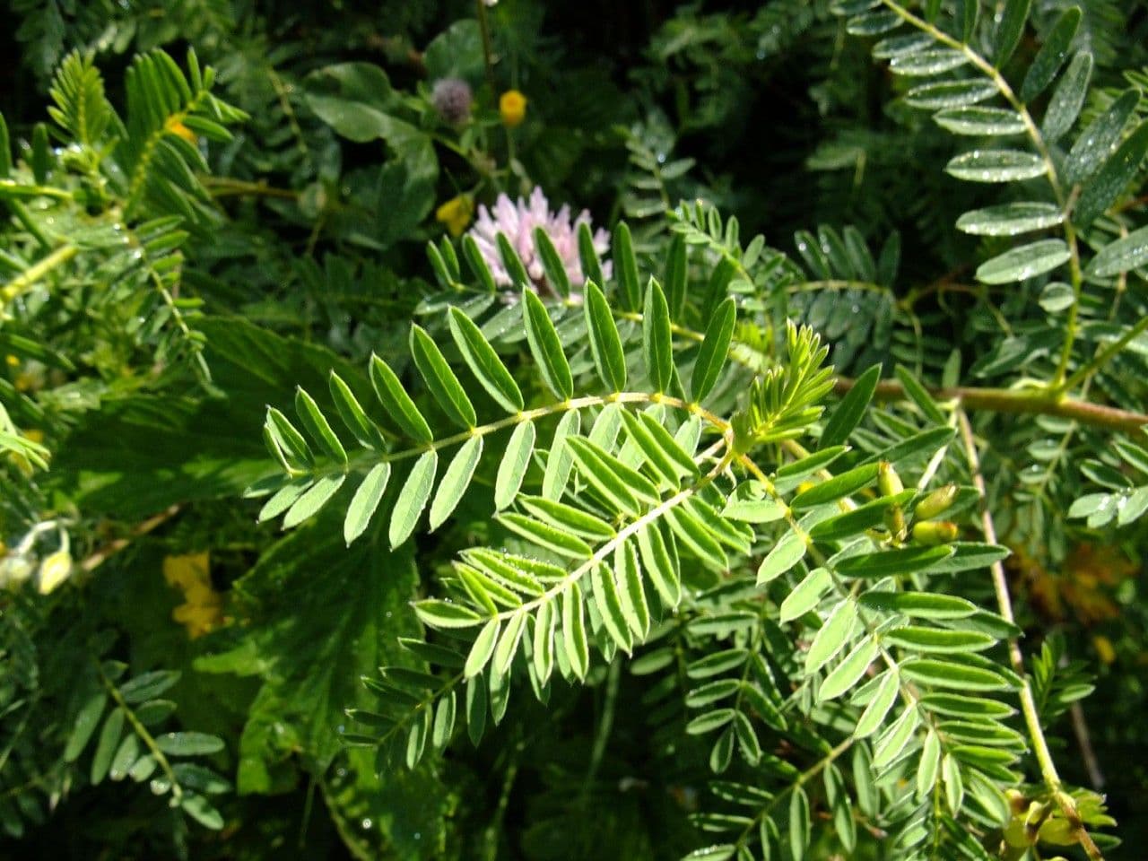 Astragalus penduliflorus 14