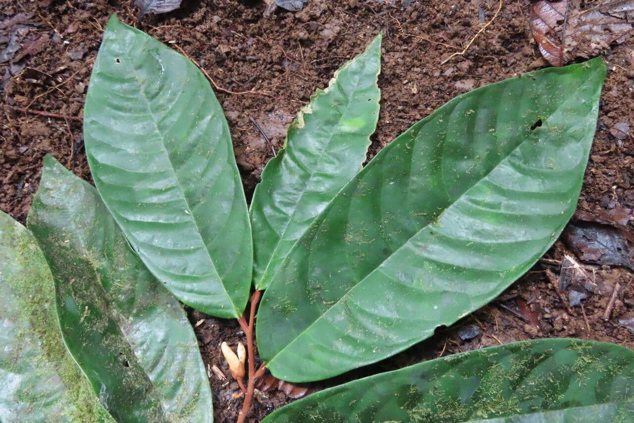 Dickblättrige Anaxagorea 9