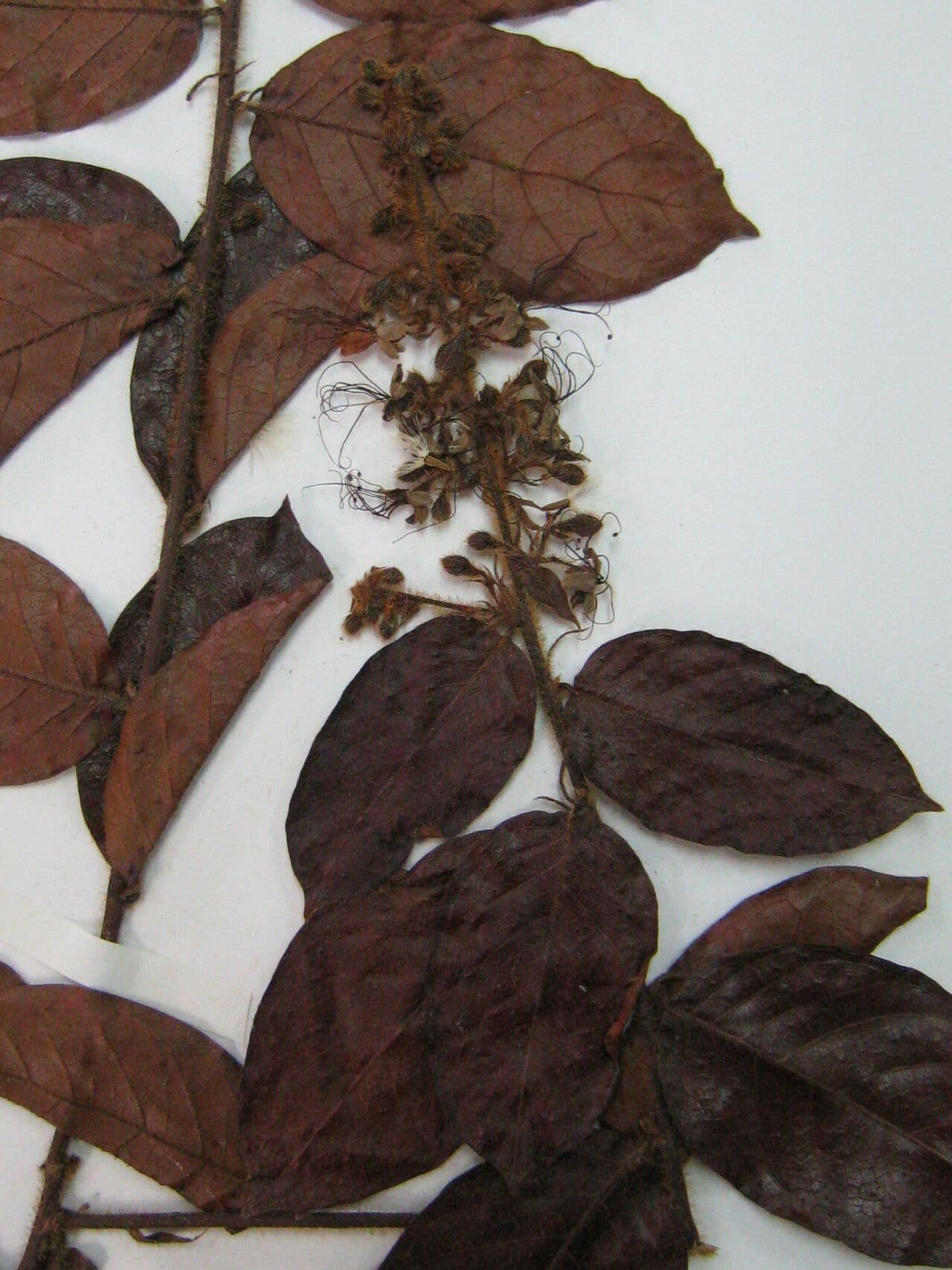 Hirtella 2