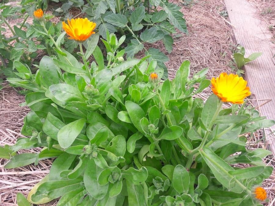 Calendula 23