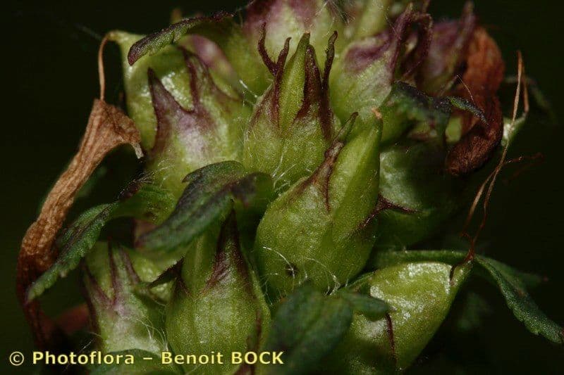 Pedicularis senza becco 2