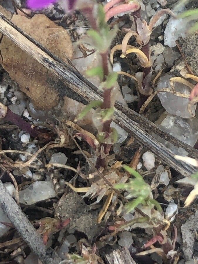 Spergularia purpurea 3